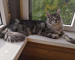 Кошки в Костроме: Мейн-кун вязка, 5 000 руб. - фото 4