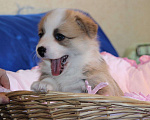 Собаки в Москве: Вельш корги пемброк щенки Мальчик, 50 000 руб. - фото 3
