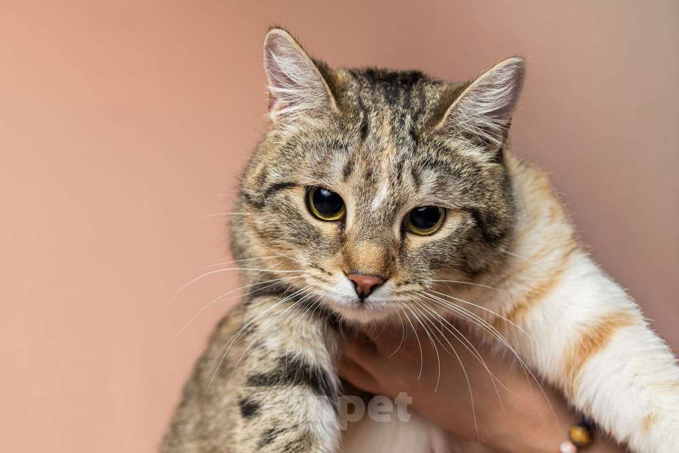 Кошки в Москве: Лада, 10 месяцев Девочка, Бесплатно - фото 7