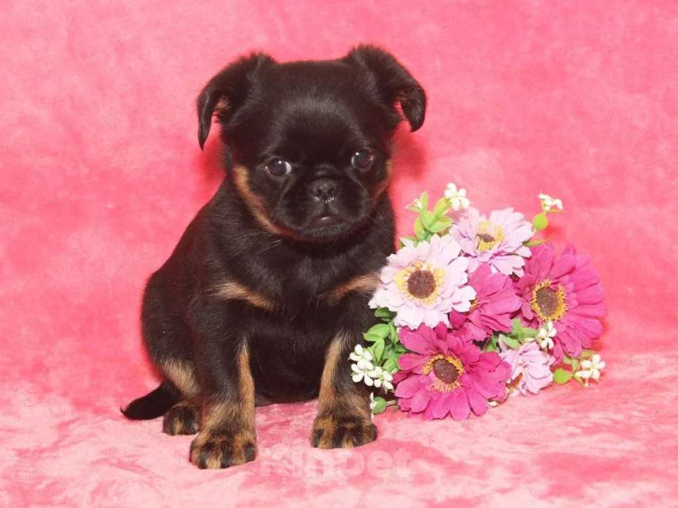 Собаки в Санкт-Петербурге: Красивая девочка  Девочка, 80 000 руб. - фото 10