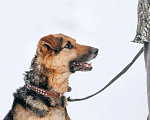 Собаки в Москве: Джой Мальчик, Бесплатно - фото 4