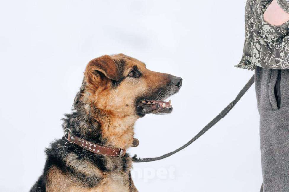 Собаки в Москве: Джой Мальчик, Бесплатно - фото 4