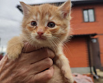 Кошки в Москве: Котята в добрые руки Мальчик, Бесплатно - фото 4