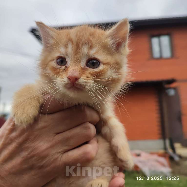 Кошки в Москве: Котята в добрые руки Девочка, Бесплатно - фото 4