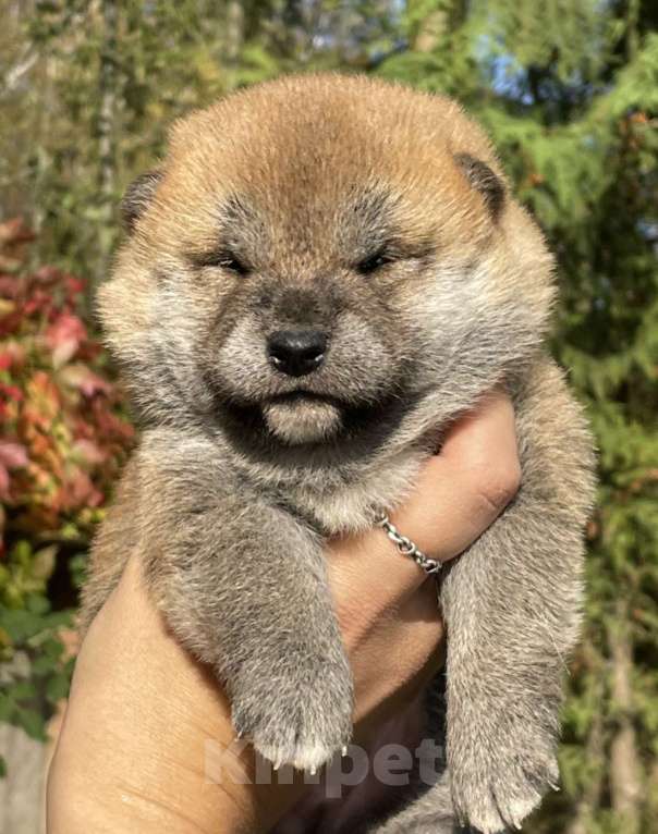 Собаки в Москве: Щенки сиба  Девочка, Бесплатно - фото 3