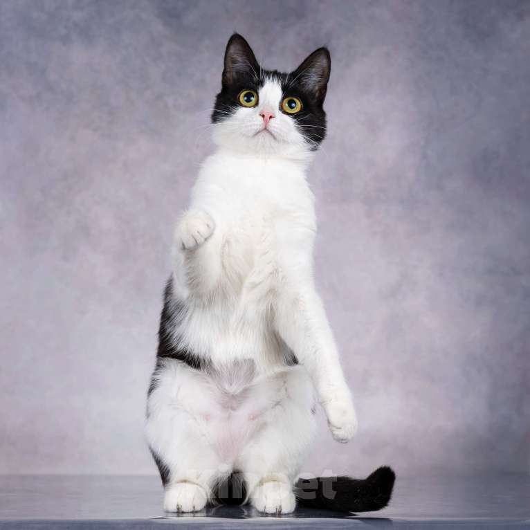 Кошки в Москве: Грациозность и любопытство– знакомьтесь, Мася! Девочка, 1 руб. - фото 6