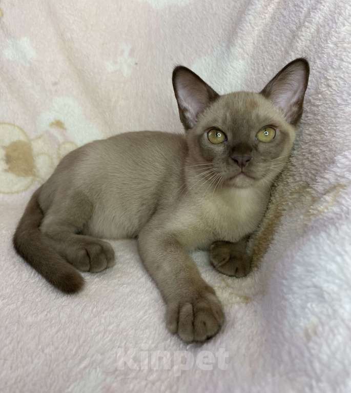 Кошки в Дмитрове: Шоколадный бурманский мальчик Baks Мальчик, 40 000 руб. - фото 7