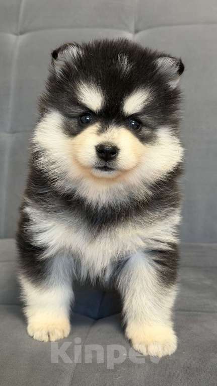 Собаки в Санкт-Петербурге: Девочка помски Девочка, 60 000 руб. - фото 6