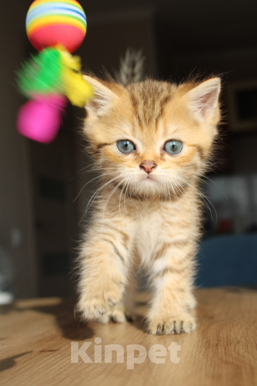 Кошки в Москве: очаровательный котенок шотландской породы Мальчик, 12 000 руб. - фото 4