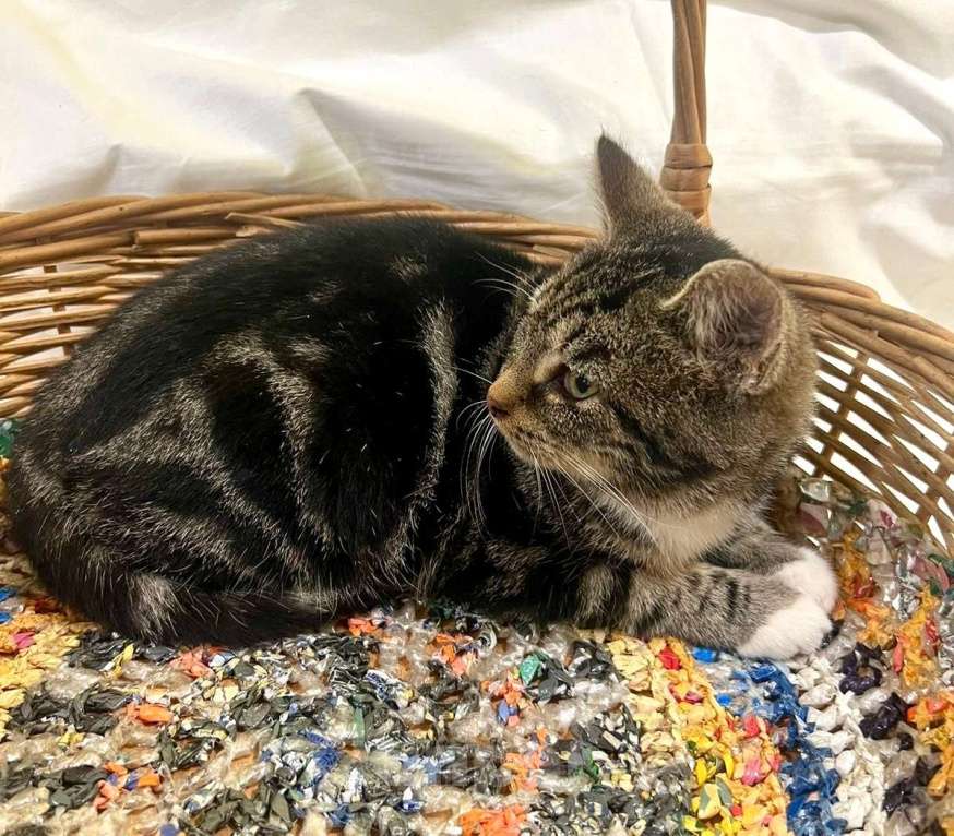 Кошки в Санкт-Петербурге: Мраморный котенок Пушик. 3 месяца Мальчик, Бесплатно - фото 4