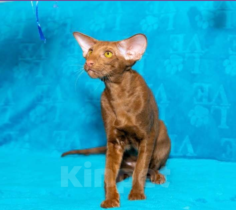 Кошки в Перми: Ориентальный котенок  Мальчик, Бесплатно - фото 1