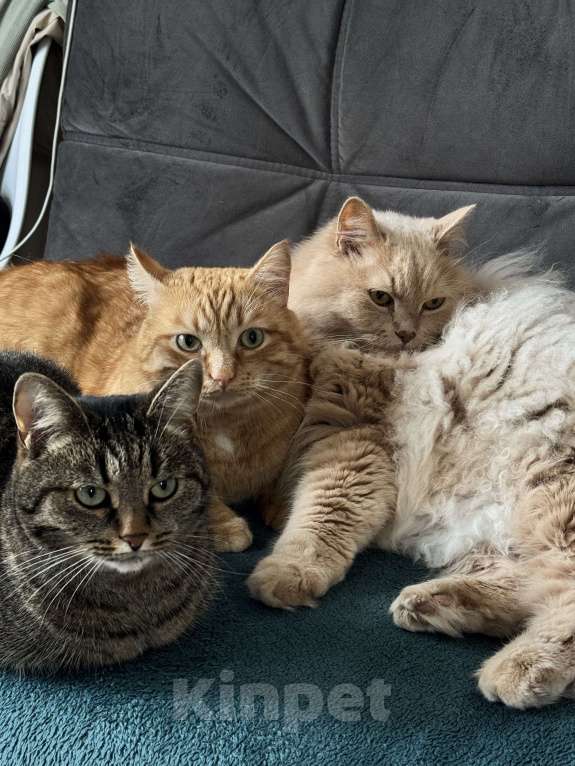 Кошки в Екатеринбурге: Потерялась кошечка ХВОСТИК  Девочка, 10 000 руб. - фото 8