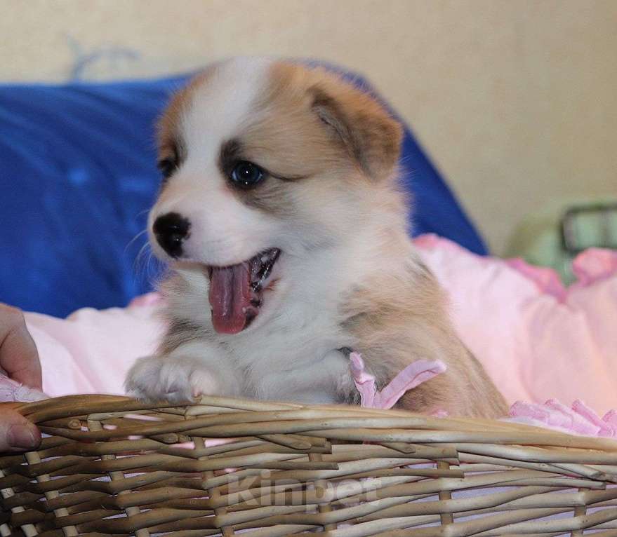 Собаки в Москве: Вельш корги пемброк щенки Мальчик, 50 000 руб. - фото 3