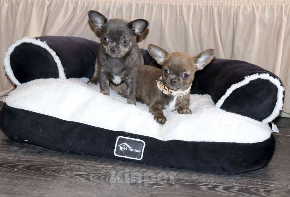 Собаки в Москве: Голубо-Тигровая чихуахуа🌸 Девочка, 55 000 руб. - фото 3