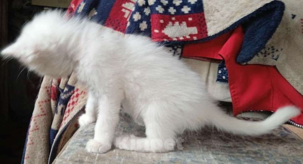 Кошки в Москве: Белый голубоглазик Девочка, Бесплатно - фото 5