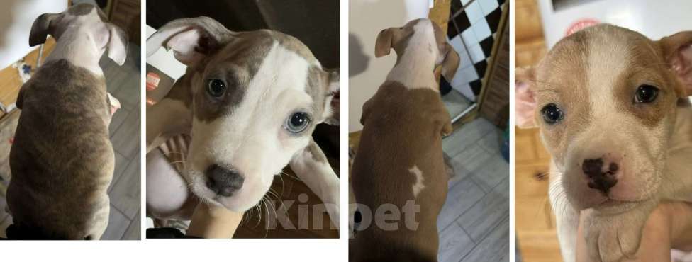 Собаки в Челябинске: Щенки АСТ Девочка, 12 000 руб. - фото 1