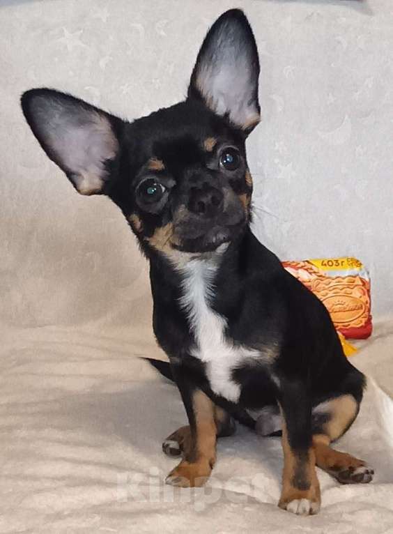 Собаки в Москве: Мальчик чихуахуа г/ш, щенок Мальчик, 50 000 руб. - фото 2