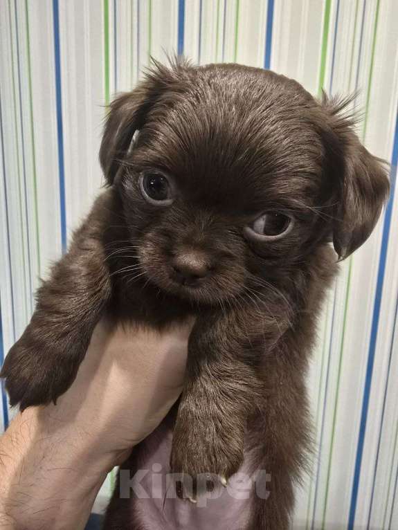 Собаки в Москве: Щенки Чихуахуа  Мальчик, 30 000 руб. - фото 4