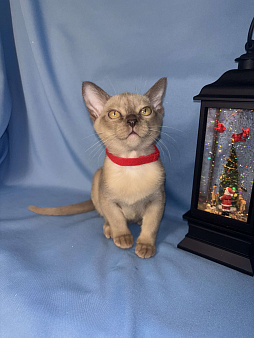 Бурманские котята