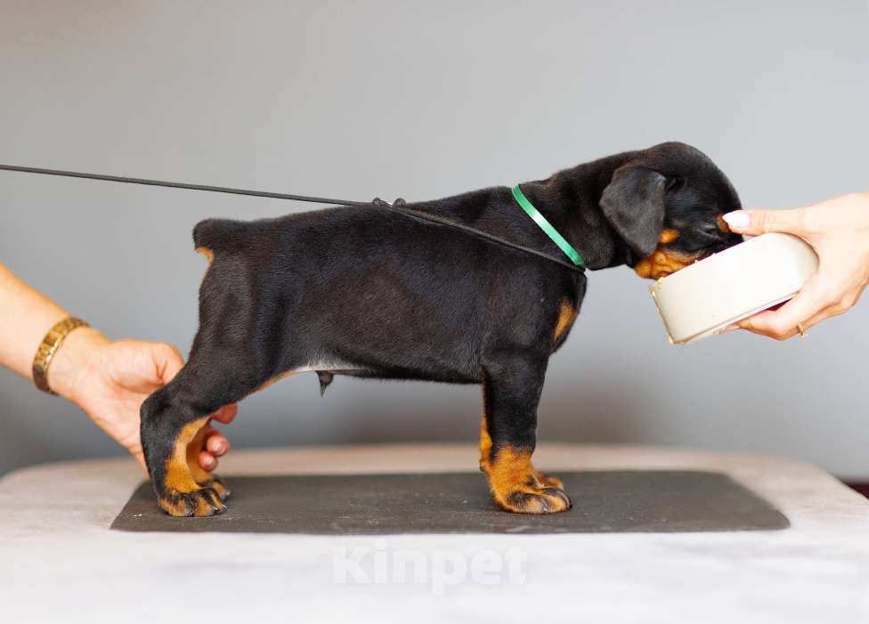 Собаки в Москве: Щенки добермана Мальчик, 110 000 руб. - фото 3