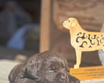 Собаки в Выксе: в поисках самых лучших ручек Девочка, 60 000 руб. - фото 3