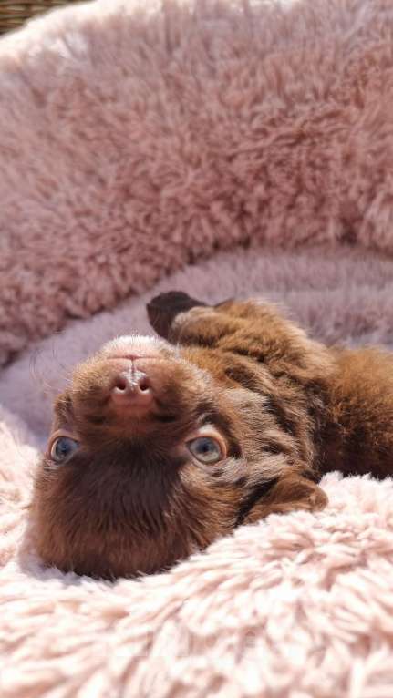 Собаки в Наро-Фоминске: Щенок чихуахуа шоко девочка Девочка, 100 000 руб. - фото 3
