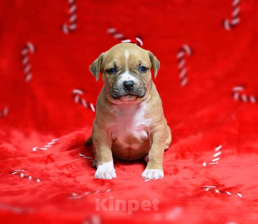 Собаки в Москве: Прекрасная рыжая девочка амстафф Девочка, 60 000 руб. - фото 4