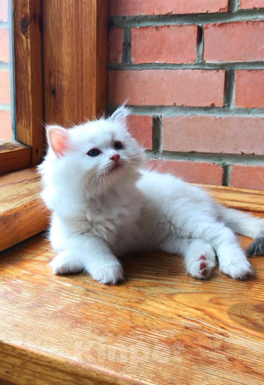 Кошки в Москве: Котёнок девочка породы Рэгдолл - Amour Девочка, 60 000 руб. - фото 1