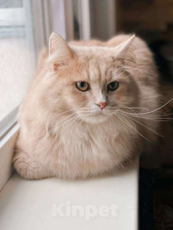 Кошки в Балашихе: Ерошка Мальчик, Бесплатно - фото 3