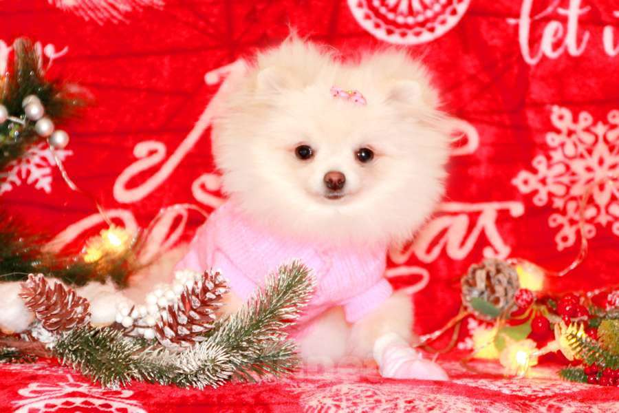 Собаки в Москве: девочка померанского шпица Девочка, 120 000 руб. - фото 3