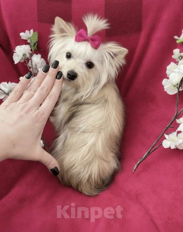 Собаки в Москве: Мини йорк девочка подрощенная золотая Девочка, 80 000 руб. - фото 1