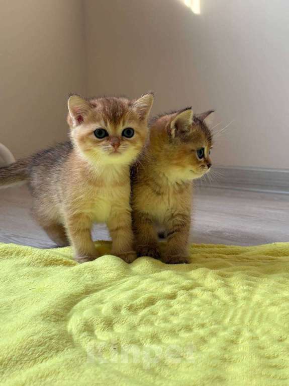Кошки в Москве: Котята британской золотой шиншиллы ищут свою хозяйку Девочка, 25 000 руб. - фото 2