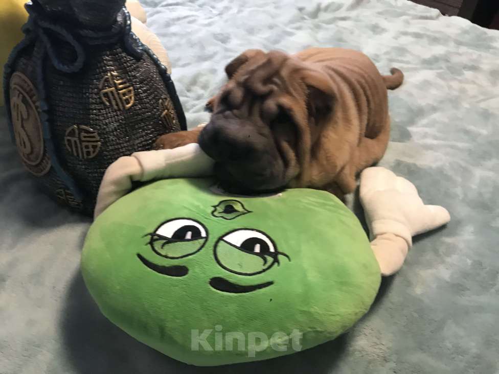 Собаки в Москве: Чистокровные щенки Шарпея Мальчик, Бесплатно - фото 6