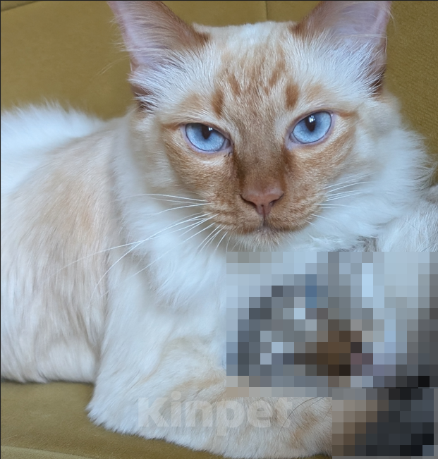 Кошки в Москве: потерялась кошка Девочка, 3 000 руб. - фото 1