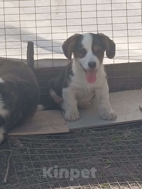Собаки в Белгороде: Вельш-корги кардиган щенки Мальчик, 40 000 руб. - фото 8