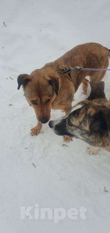 Собаки в Москве: Сандра Девочка, Бесплатно - фото 3