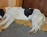 Собаки в Старом Купавне: Большая собака Девочка, Бесплатно - фото 3