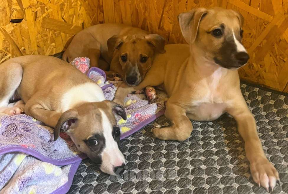 Собаки в Кубинке: Щенки уиппета Девочка, Бесплатно - фото 4
