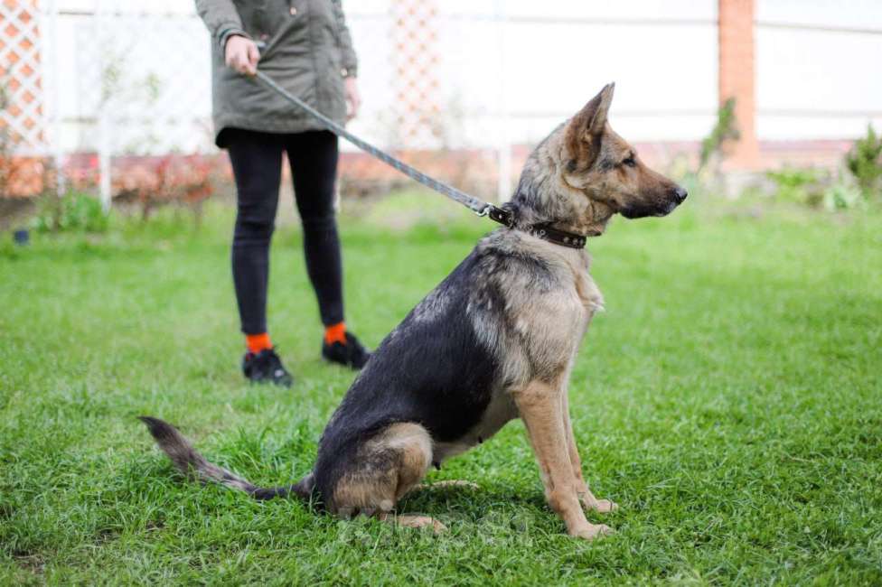 Собаки в Москве: Немецкая овчарка в дар, доброжелательная и умная Девочка, Бесплатно - фото 6