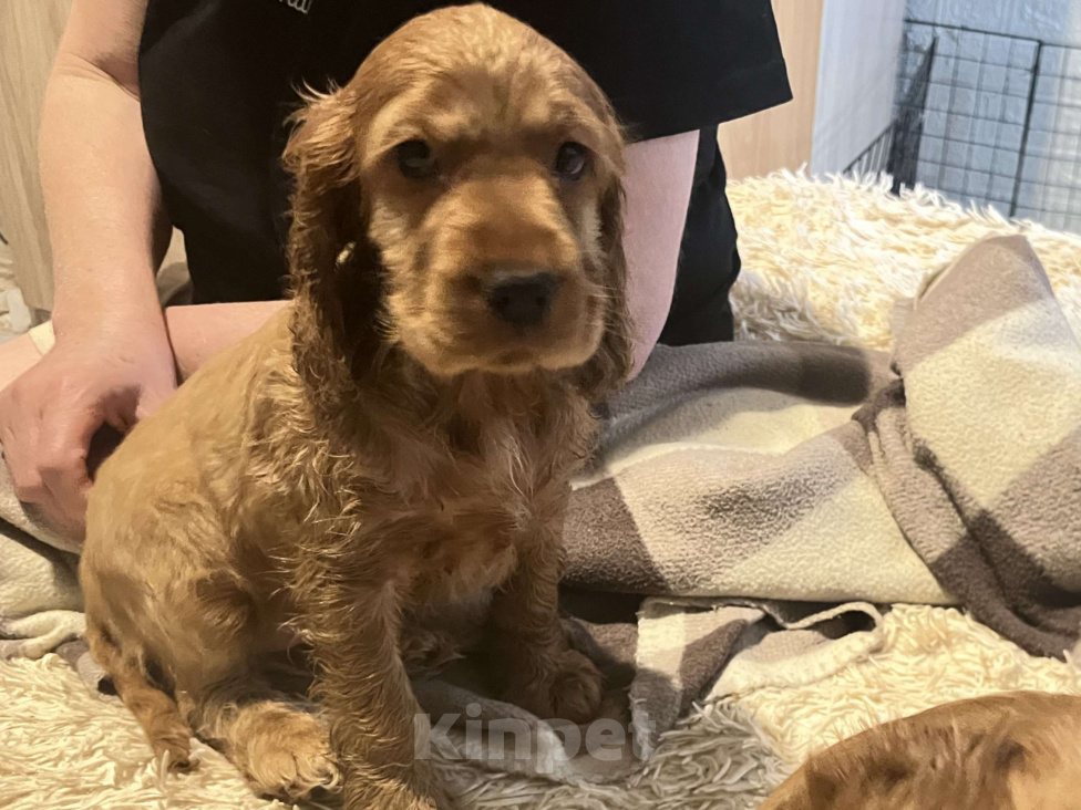 Собаки в Одинцово: Кокеры Мальчик, Бесплатно - фото 5