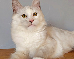 Кошки в других городах Краснодарского края: Котята Мейн-кун Мальчик, 40 000 руб. - фото 4