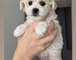 Собаки в Москве: Девочки бишоны Девочка, 50 000 руб. - фото 3