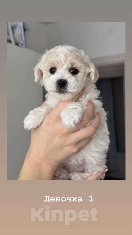 Собаки в Москве: Девочки бишоны Девочка, 50 000 руб. - фото 3