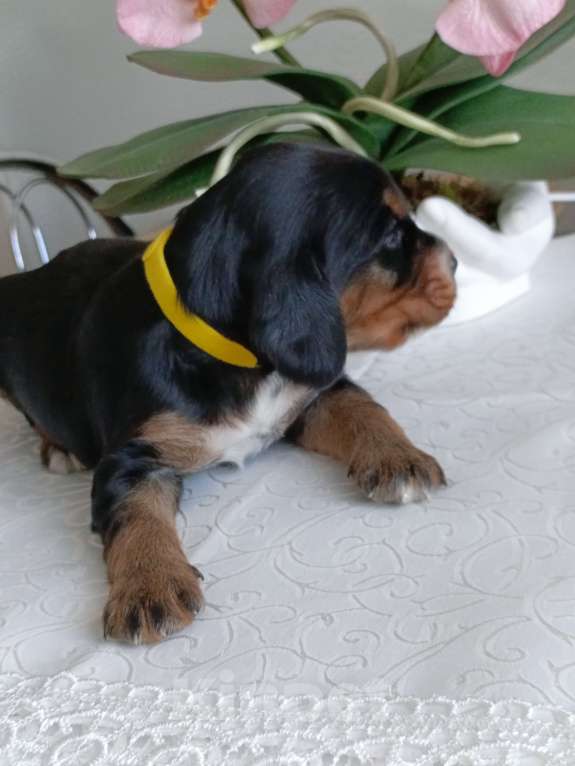 Собаки в Москве: Русский охотничий спаниель мальчик Мальчик, 50 000 руб. - фото 4