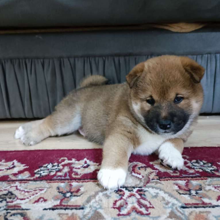 Собаки в Кирове:  Щенки сиба ину  Мальчик, 35 000 руб. - фото 2