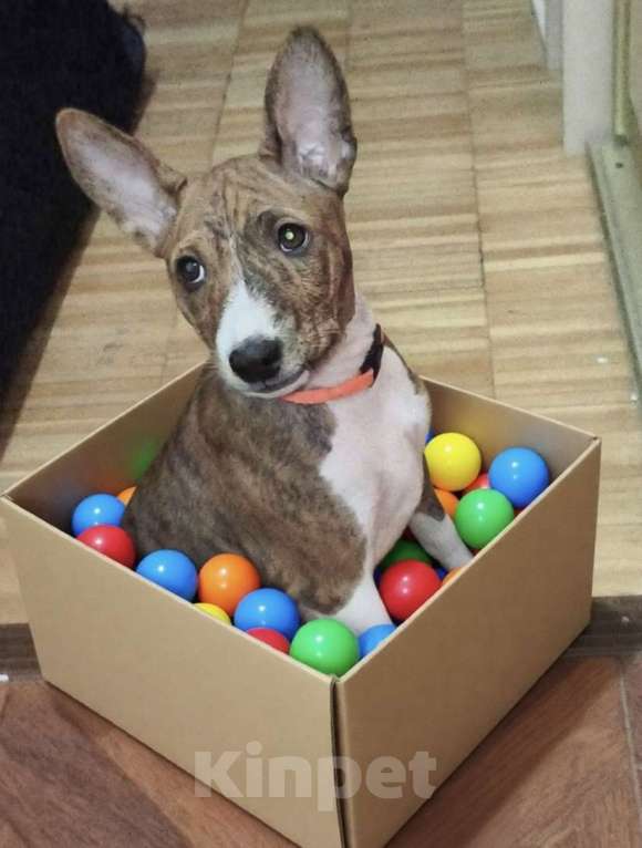 Собаки в Архангельске: Щенок басенджи Девочка, 60 000 руб. - фото 5