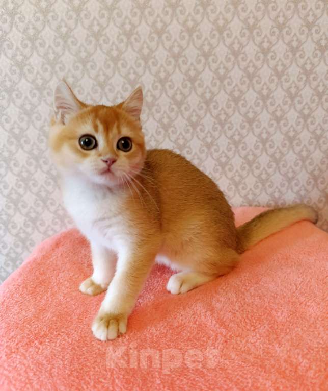 Кошки в Санкт-Петербурге: Шикарный британский котик Мальчик, 30 000 руб. - фото 3