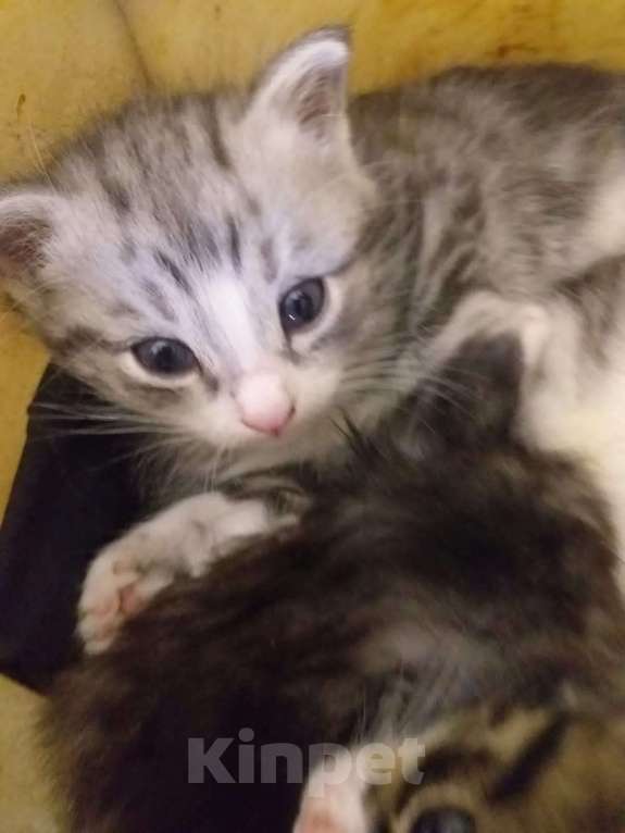 Кошки в Кашире: Котята Мальчик, 1 руб. - фото 2