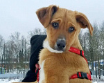 Собаки в Москве: Щенок Лари в добрые руки Мальчик, Бесплатно - фото 2