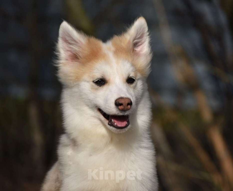 Собаки в Москве: Ненецкая оленегонная лайка, кобель Жгучий перчик. Мальчик, 60 000 руб. - фото 1